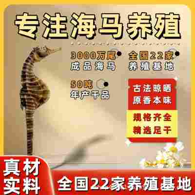 【公母配对】正宗海马干泡酒非中药材非三斑煲汤滋补品质好非野生