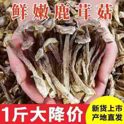 鹿茸菇干货500g包邮鹿茸菌非特级鹿茸菇云南特产脆脆菇煲汤材香菇
