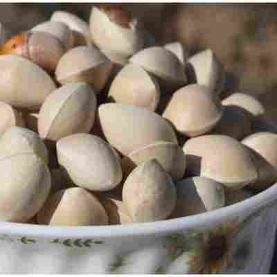 2024年新鲜银杏果 白果大颗粒3斤装 邳州特产送开果器和食谱