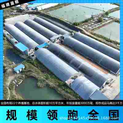 【公母配对】正宗海马干泡酒非中药材非三斑煲汤滋补品质好非野生