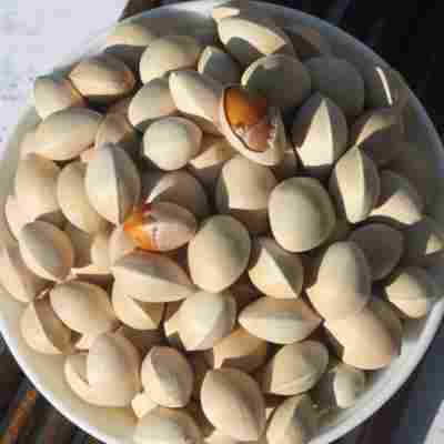 2024年新鲜银杏果 白果大颗粒3斤装 邳州特产送开果器和食谱