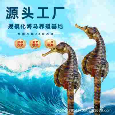 【公母配对】正宗海马干泡酒非中药材非三斑煲汤滋补品质好非野生