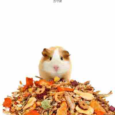 仓鼠粮食饲料主粮水果果蔬仓鼠粮食金丝面包虫厂工厂一件批发