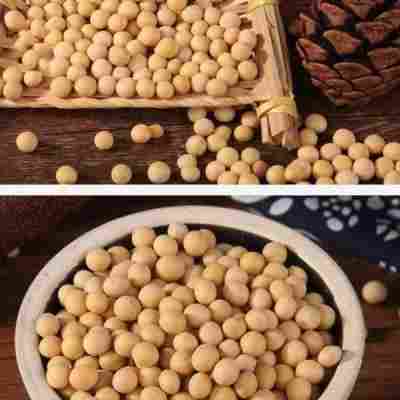 东北农家黄豆500克新货优质黄豆颗粒饱满 打豆浆专用黄豆多规格